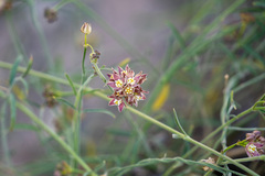 Funastrum hirtellum