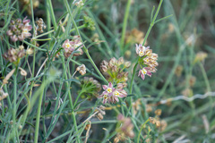 Funastrum hirtellum