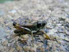 Gomphocerus sibiricus sibiricus