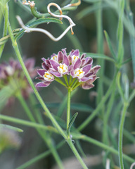 Funastrum hirtellum