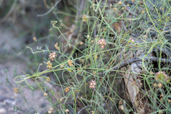 Funastrum hirtellum