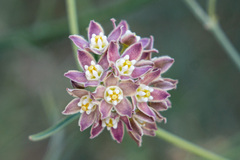 Funastrum hirtellum