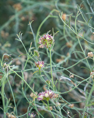 Funastrum hirtellum