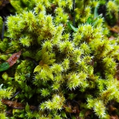 Racomitrium canescens