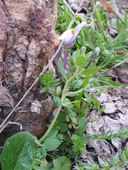 Linaria reflexa