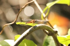 Erythrodiplax fervida