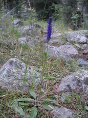 Veronica porphyriana
