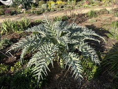 Cynara cardunculus