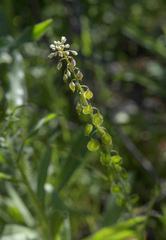 Thysanocarpus curvipes