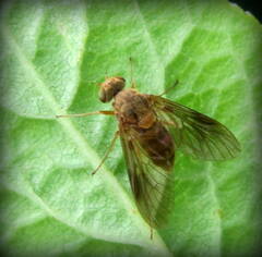 Chrysopilus nubecula