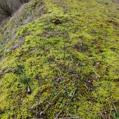 Racomitrium canescens