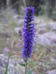 Veronica porphyriana
