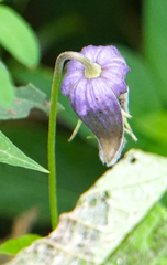 Clematis pitcheri