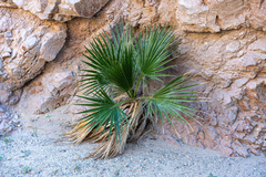 Washingtonia filifera