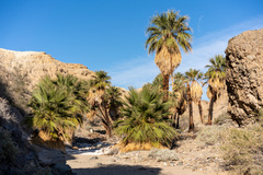Washingtonia filifera