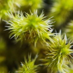 Racomitrium canescens