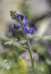 Lupinus sparsiflorus