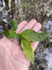Itea virginica