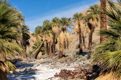 Washingtonia filifera