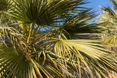 Washingtonia filifera