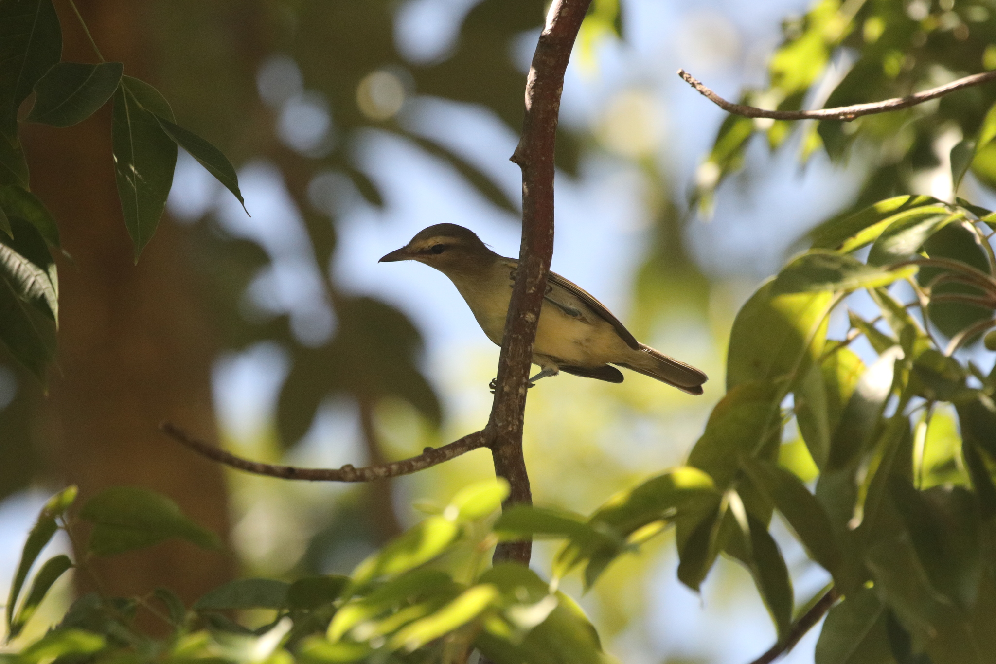 Yucatan Vireo (Vireo magister)