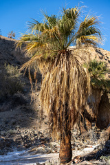 Washingtonia filifera