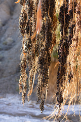Washingtonia filifera