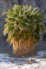 Washingtonia filifera