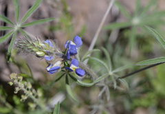 Lupinus sparsiflorus