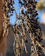 Washingtonia filifera