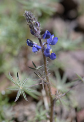 Lupinus sparsiflorus
