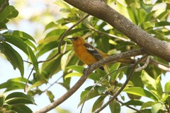 Icterus auratus