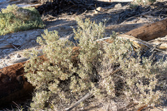 Atriplex hymenelytra