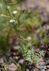 Gilia stellata