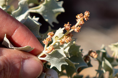 Atriplex hymenelytra
