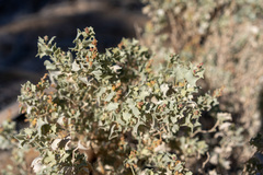 Atriplex hymenelytra