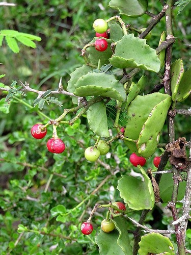 Cissus rotundifolia image