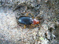 Nebria limbigera