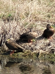 Anas fulvigula