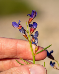 Psorothamnus schottii