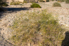 Psorothamnus schottii