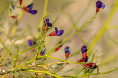 Psorothamnus schottii