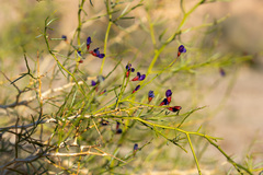 Psorothamnus schottii