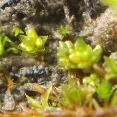 Bryum barnesii