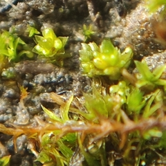 Bryum barnesii