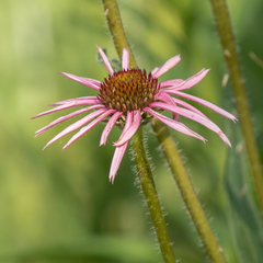 Echinacea pallida
