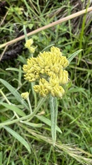 Achyrocline saturejoides