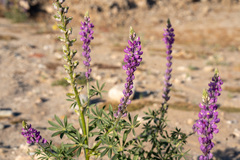Lupinus arizonicus