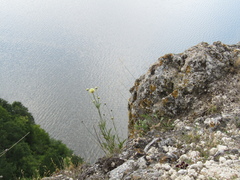 Cephalaria uralensis