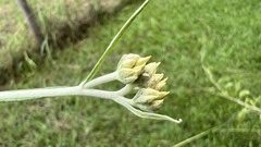 Achyrocline saturejoides